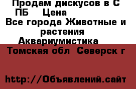 Продам дискусов в С-ПБ. › Цена ­ 3500-4500 - Все города Животные и растения » Аквариумистика   . Томская обл.,Северск г.